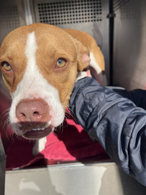 Shelter Stray Male Dog last seen Near BLOCK COLCORD DR, OKLAHOMA CITY OK 73102, 2811 SE 29th St, Oklahoma City, OK 73129, USA