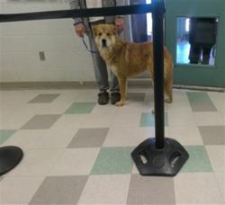 Shelter Stray Male Dog last seen STANLEY DRAPER LAKE POINT 19 OR POINT 22, 2811 SE 29th St, Oklahoma City, OK 73129, USA