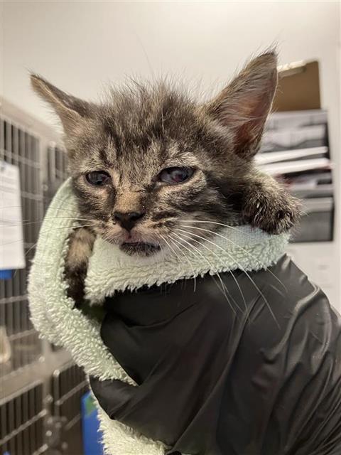 Shelter Stray Male Cat last seen Near BLOCK N VAGEDES AVE, FRESNO CA 93705 4638, 5277 E Airways Blvd, Fresno, CA 93727, USA