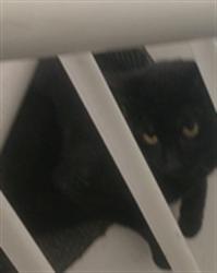 Shelter Stray Male Cat last seen Near BLOCK W HILLSBORO BLVD, COCONUT CREEK FL 33073, 2400 SW 42nd St, Fort Lauderdale, FL 33312, USA