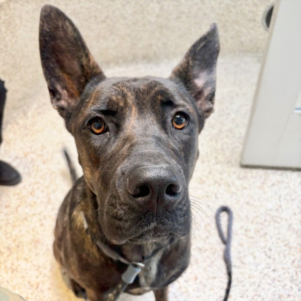 Shelter Stray Female Dog last seen , 3201 Lacy St, Los Angeles, CA 90031, USA