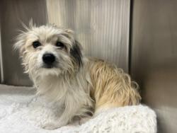 Shelter Stray Male Dog last seen , 3201 Lacy St, Los Angeles, CA 90031, USA