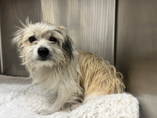 Shelter Stray Male Dog last seen , 3201 Lacy St, Los Angeles, CA 90031, USA
