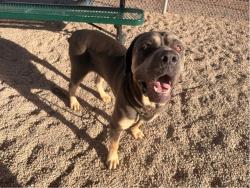 Shelter Stray Male Dog last seen BASELINE RD AND 48TH ST, 1920 S Lewis, Mesa, AZ 85210, USA