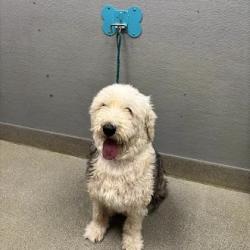 Shelter Stray Female Dog last seen E CHARLESTON BLVD & S LAMB BLVD, 655 N Mojave Rd, Las Vegas, NV 89101, USA