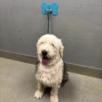 Shelter Stray Female Dog last seen E CHARLESTON BLVD & S LAMB BLVD, 655 N Mojave Rd, Las Vegas, NV 89101, USA