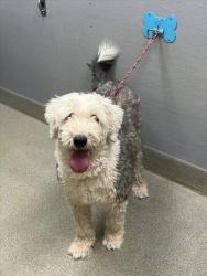 Shelter Stray Male Dog last seen E CHARLESTON BLVD & S LAMB BLVD, 655 N Mojave Rd, Las Vegas, NV 89101, USA
