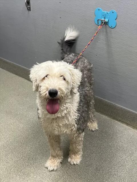 Shelter Stray Male Dog last seen E CHARLESTON BLVD & S LAMB BLVD, 655 N Mojave Rd, Las Vegas, NV 89101, USA