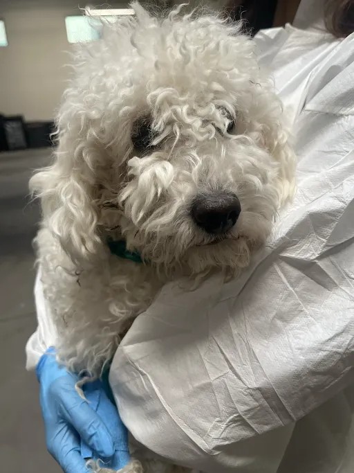 Shelter Stray Female Dog last seen Near BLOCK E LAKE MEAD BLVD, NORTH LAS VEGAS NV 89N030, 655 N Mojave Rd, Las Vegas, NV 89101, USA