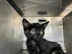 Shelter Stray Unknown Cat last seen Near BLOCK S MERIDIAN AVE, WICHITA KS 67217, 3303 N Hillside St, Wichita, KS 67219, USA