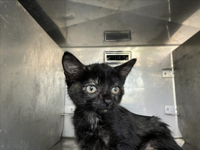 Shelter Stray Unknown Cat last seen Near BLOCK S MERIDIAN AVE, WICHITA KS 67217, 3303 N Hillside St, Wichita, KS 67219, USA