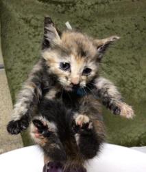 Shelter Stray Female Cat last seen VAN BUREN AND ARLINGTON, 6851 Van Buren Boulevard, Jurupa Valley, CA 92509, USA