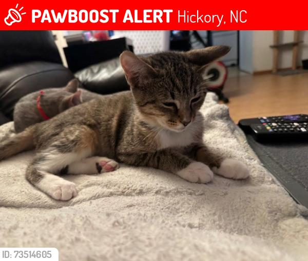 Lost Female Cat last seen Trinty Villiage, Hickory, NC 28601