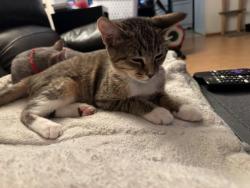Lost Female Cat last seen Trinty Villiage, Hickory, NC 28601