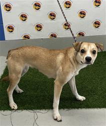 Shelter Stray Female Dog last seen OUTRIGGER RD & BINNACLE DR, 19640 Dogpatch Ln, Land O' Lakes, FL 34638, USA