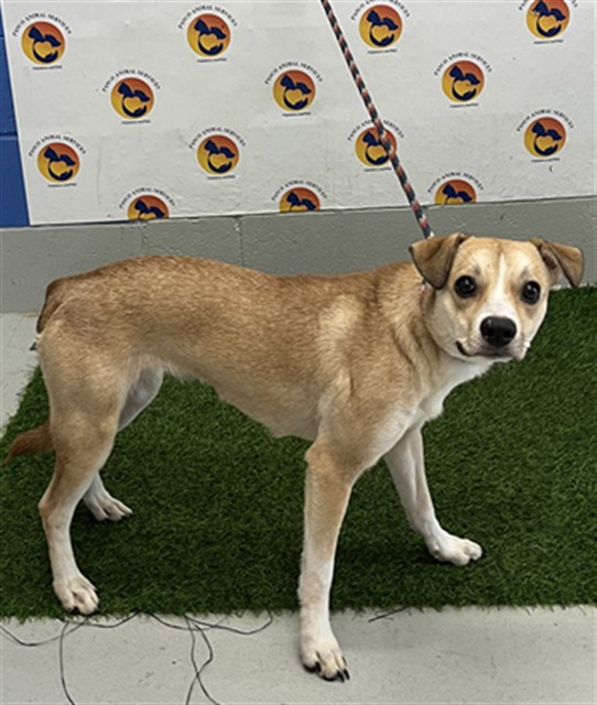 Shelter Stray Female Dog last seen OUTRIGGER RD & BINNACLE DR, 19640 Dogpatch Ln, Land O' Lakes, FL 34638, USA