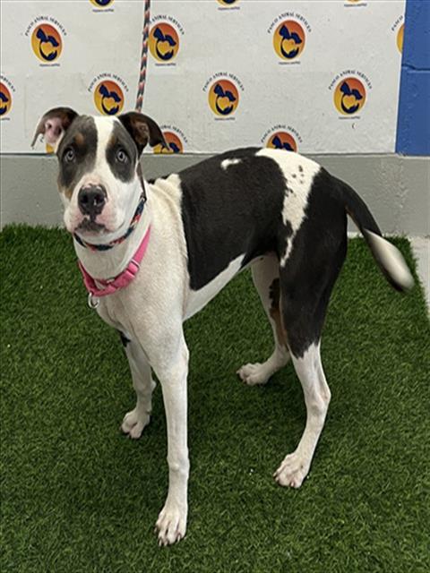 Shelter Stray Female Dog last seen US HWY 301, 19640 Dogpatch Ln, Land O' Lakes, FL 34638, USA