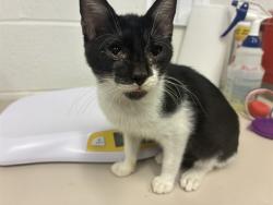Shelter Stray Male Cat last seen LAKE ST LOUIS, 4850 Mid Rivers Mall Dr, St Peters, MO 63376, USA