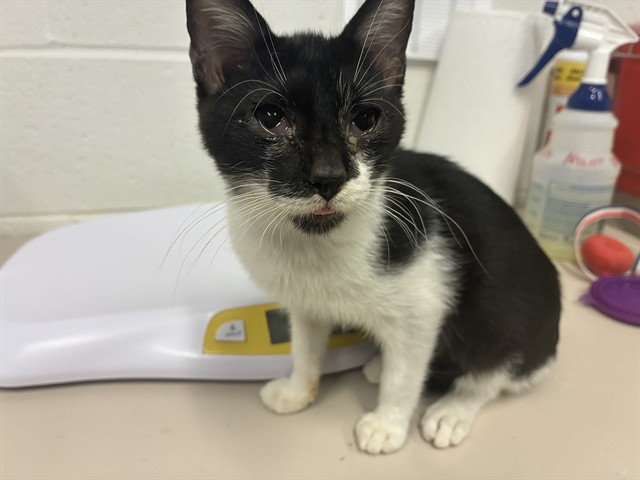 Shelter Stray Male Cat last seen LAKE ST LOUIS, 4850 Mid Rivers Mall Dr, St Peters, MO 63376, USA