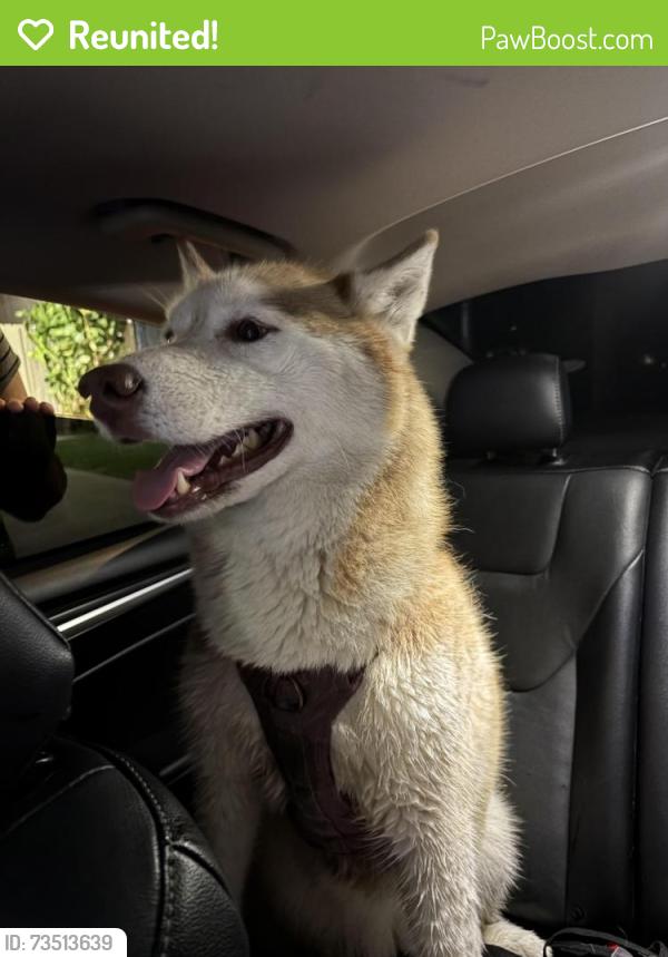 Reunited Female Dog last seen Saybrook and boardwalk, Huntington Beach, CA 92649