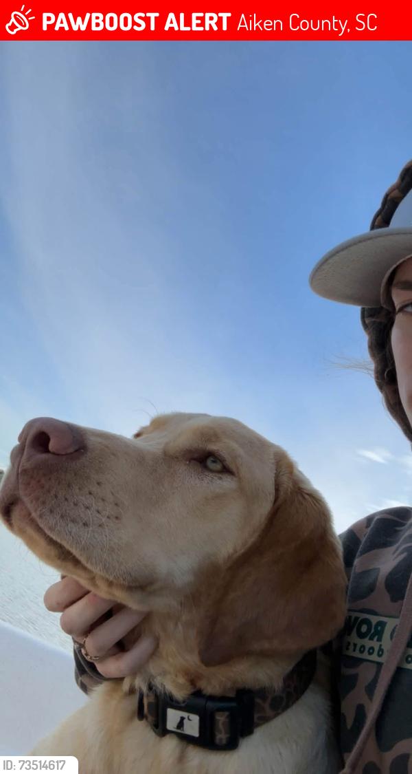 Lost Male Dog last seen Lake Shore Drive near Old Friar Rd. and HWY 19 in Aiken SC, Aiken County, SC 29801
