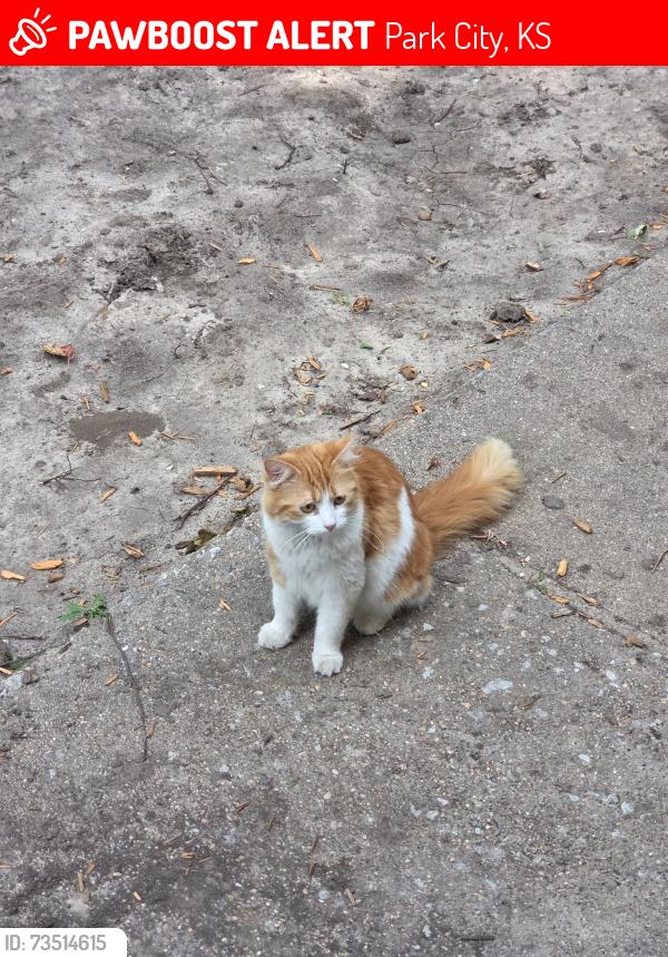 Lost Female Cat last seen Denver and West Park View in Park City, Park City, KS 67219