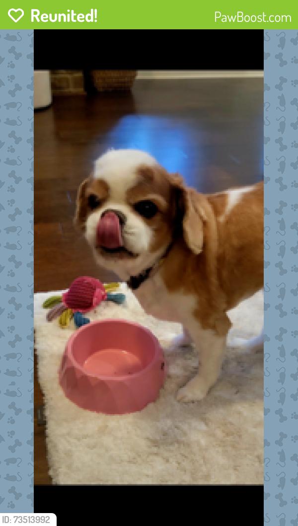 Reunited Male Dog last seen Smyrna Baptist Church, Ocoee, TN 37361