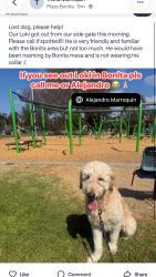 Reunited Male Dog last seen Bonita Mesa Rd, Bonita, CA 91902, USA, Bonita, CA 91902