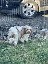 Found/Stray Female Dog last seen Christensen Rd, Spokane County, WA 99029