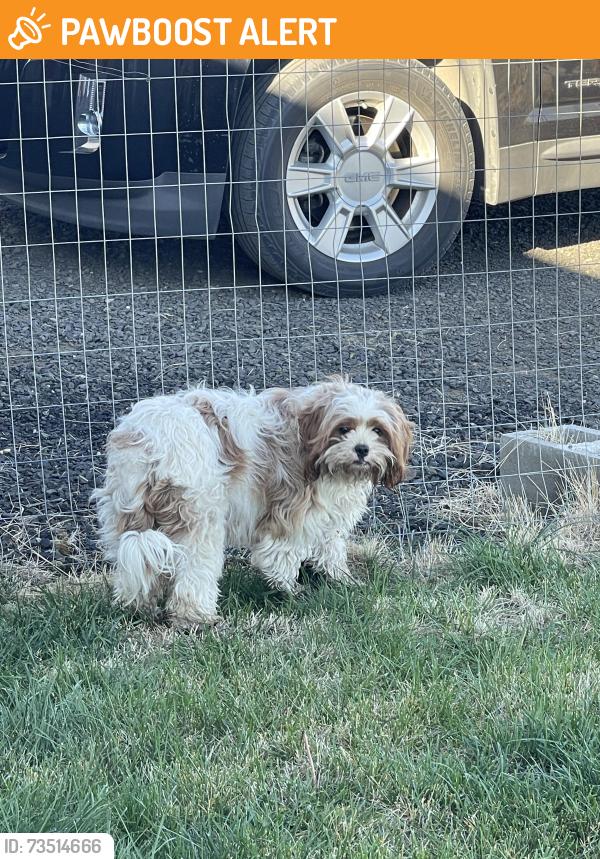 Found/Stray Female Dog last seen Christensen Rd, Spokane County, WA 99029