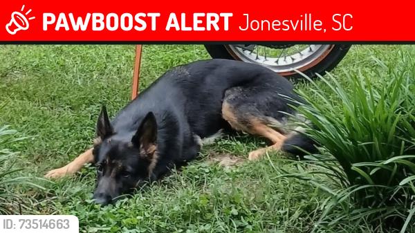 Lost Female Dog last seen Gaffney Highway, Jonesville South Carolina, Jonesville, SC 29353