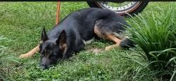 Lost Female Dog last seen Gaffney Highway, Jonesville South Carolina, Jonesville, SC 29353