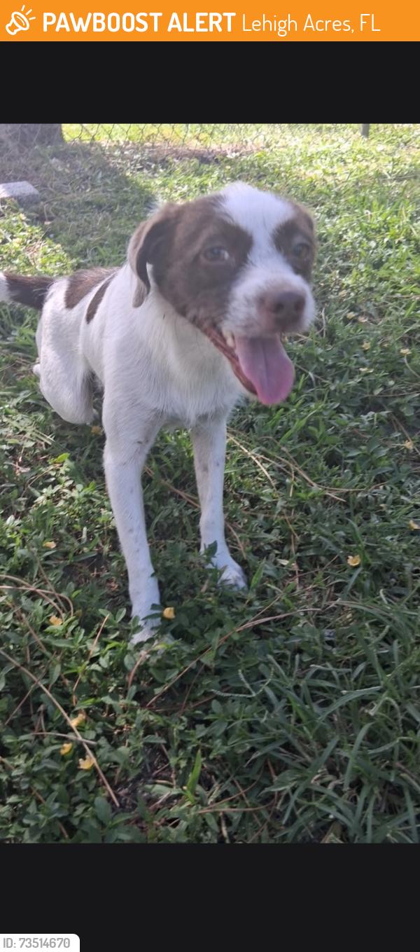 Found/Stray Male Dog last seen MORGAN CIR N, Lehigh Acres, FL 33936