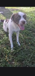 Found/Stray Male Dog last seen MORGAN CIR N, Lehigh Acres, FL 33936