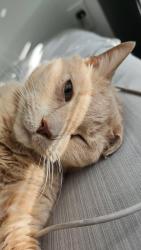 Reunited Male Cat last seen Near promenade Square dr, Orlando, FL 32837