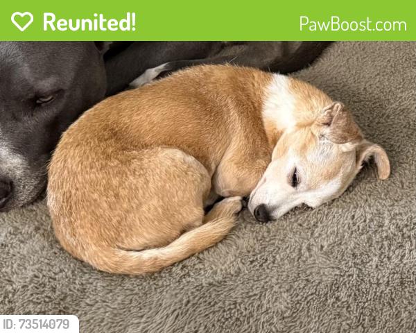 Reunited Female Dog last seen E Arlington Ave, Fort Worth, TX 76104