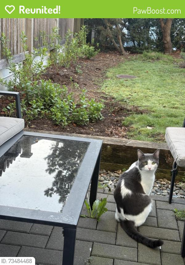 Reunited Male Cat last seen backyard, Surrey, BC V3W 1M5