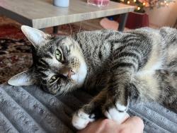 Lost Male Cat last seen Colombus and North Morgan, Tampa, FL 33602