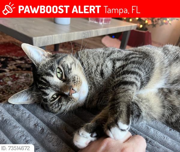 Lost Male Cat last seen Colombus and North Morgan, Tampa, FL 33602