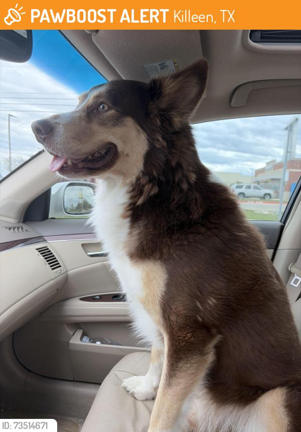 Found/Stray Male Dog last seen Shipley donuts, Killeen, TX 76541