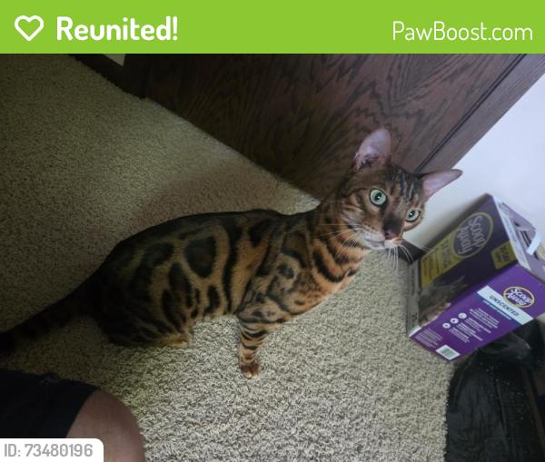 Reunited Female Cat last seen Burnsville, MN, USA, Burnsville, MN 55337