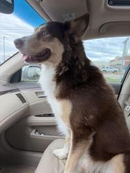 Found/Stray Male Dog last seen Shipley donuts, Killeen, TX 76541
