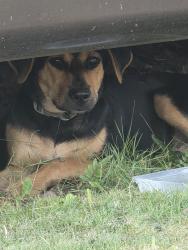 Found/Stray Unknown Dog last seen hmstd near campbell drive, Homestead, FL 33030