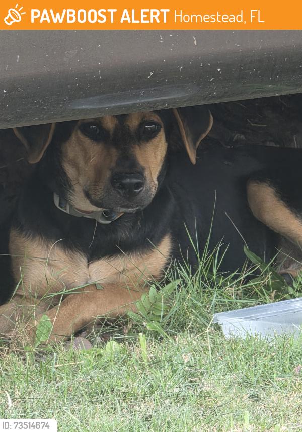 Found/Stray Unknown Dog last seen hmstd near campbell drive, Homestead, FL 33030