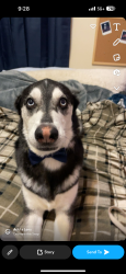 Lost Male Dog last seen Near mesa crossing dr, Haslet, TX 76052