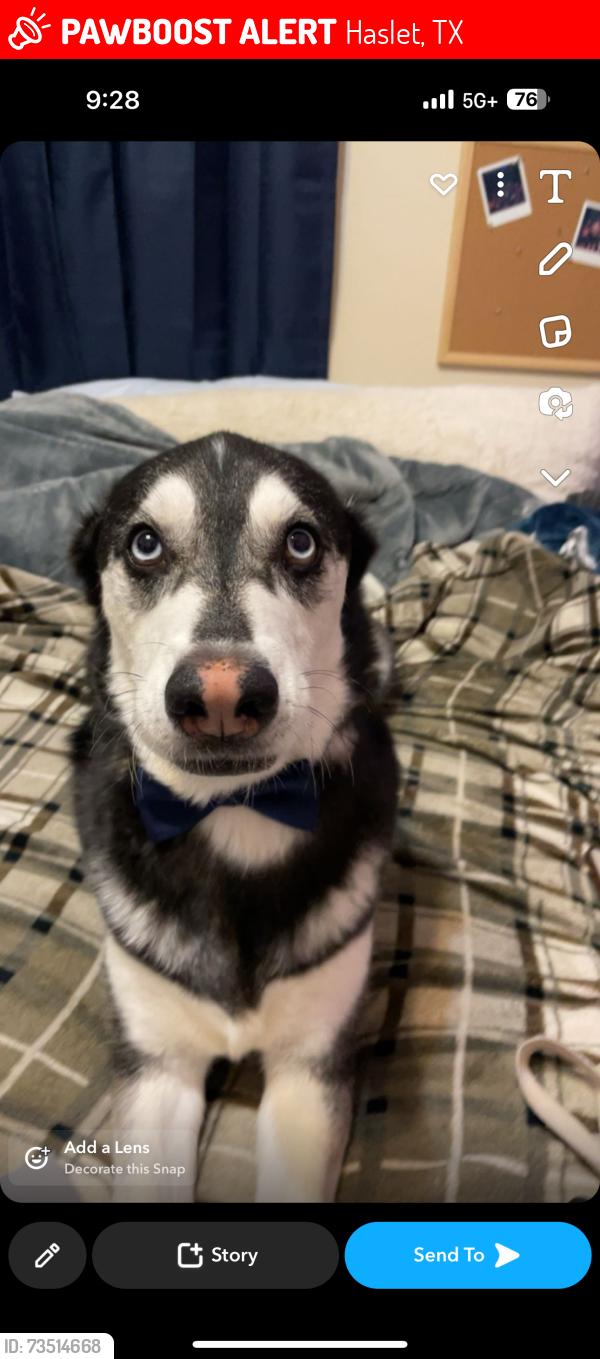 Lost Male Dog last seen Near mesa crossing dr, Haslet, TX 76052