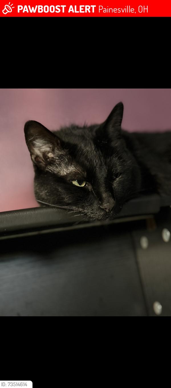 Lost Male Cat last seen Welch, park road bar and grill, cedar glen, Painesville, OH 44077
