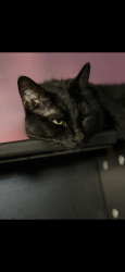 Lost Male Cat last seen Welch, park road bar and grill, cedar glen, Painesville, OH 44077