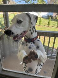 Reunited Male Dog last seen Tabernacle advent Christian church, Lenoir, NC 28645