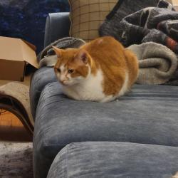 Lost Female Cat last seen Oakleaf Rd, South Buckhorn, Paris View, Greenville, SC 29609